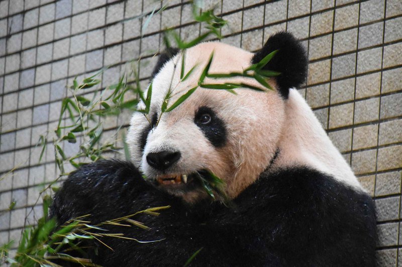 大貓熊團團裝牙套治療  創全球首例