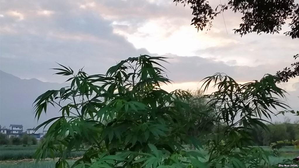 中國或悄悄成為「大麻生產強國」