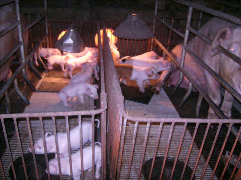 金門豬肉禁止輸台2週 特產業者憂心生計