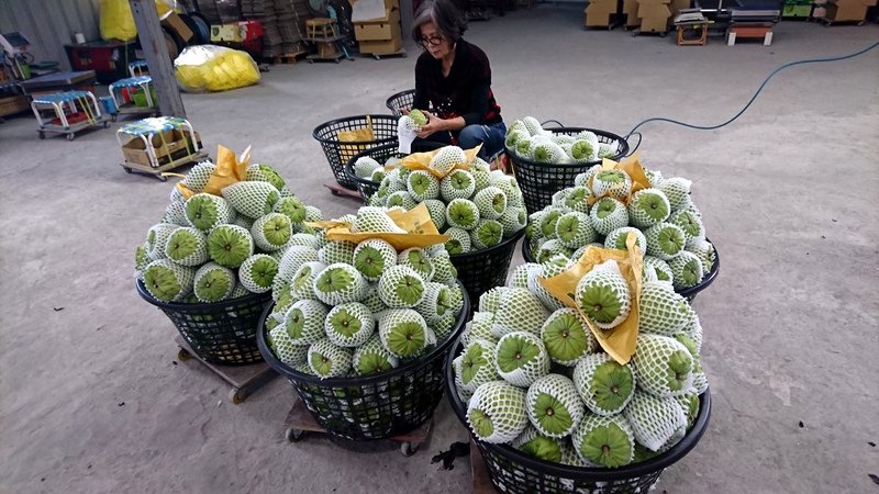 釋迦銷陸價跌 台東縣府：大陸天候影響