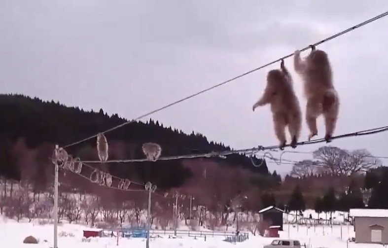 日本野生猴雪地攀電線如走鋼索 畫面網路瘋傳