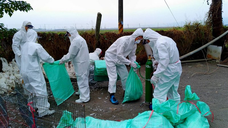 屏東里港傳禽流感 肉鴨場撲殺6510隻