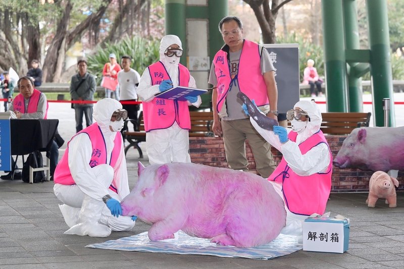 北市社子島豬隻浮屍 市府：未檢出非洲豬瘟病毒