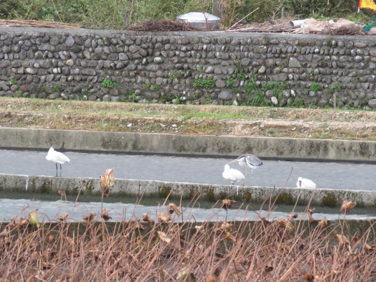 新北走春賞鳥路線多 賞鳥守則須留意
