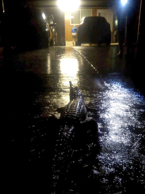 澳洲洪災鱷魚上街遊蕩 軍方馳援
