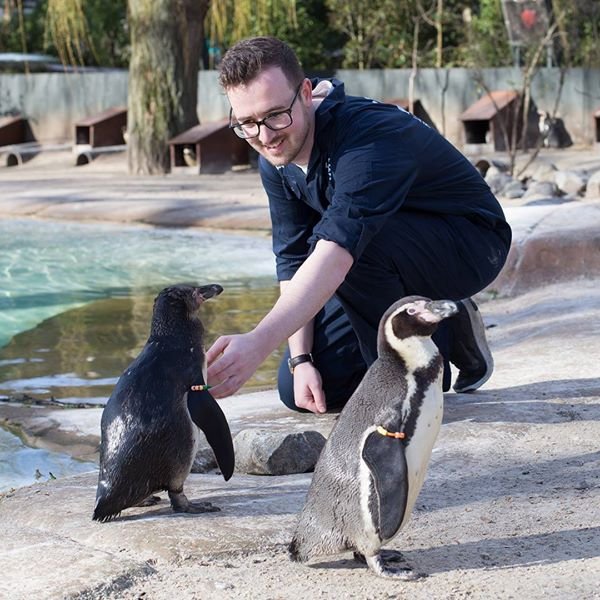 情人節快樂 倫敦動物園同志企鵝尋愛