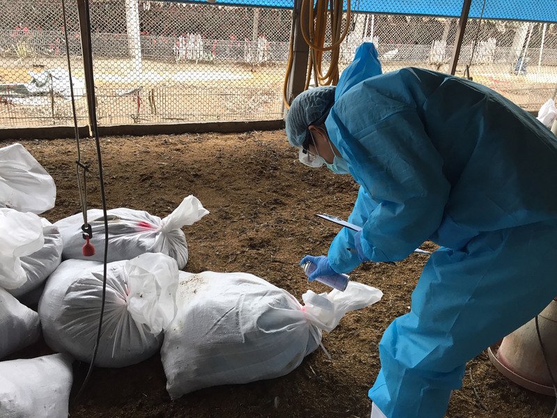 彰化新增1例禽流感確診 全台累計達26例