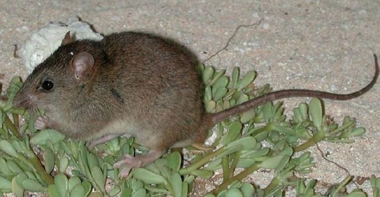 哺乳類動物首例 珊瑚裸尾鼠因暖化滅絕