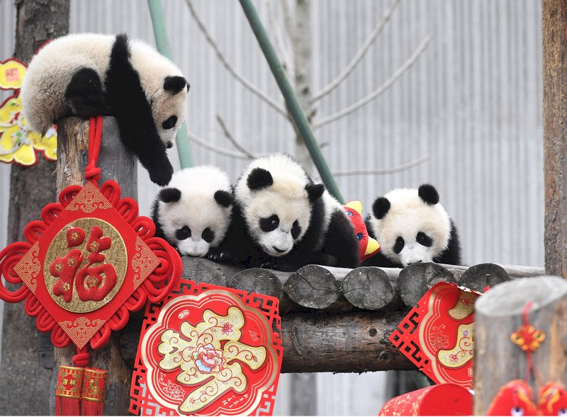 友好象徵 中國貓熊外交曾具高度政治意義