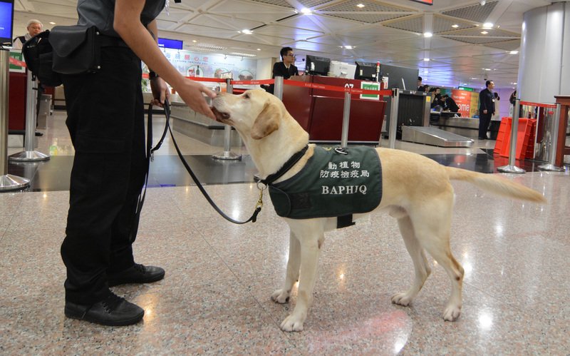 俄飛台旅客手提行李檢疫空窗事件 將懲失職者