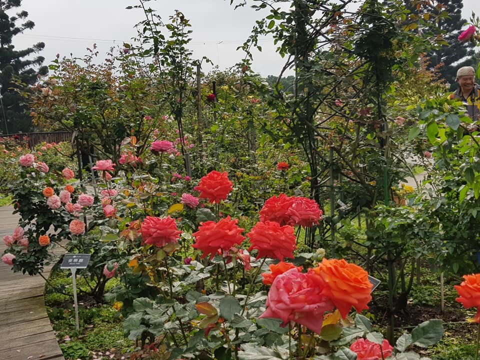 花季不只杜鵑  花博新生公園一次看足500種玫瑰