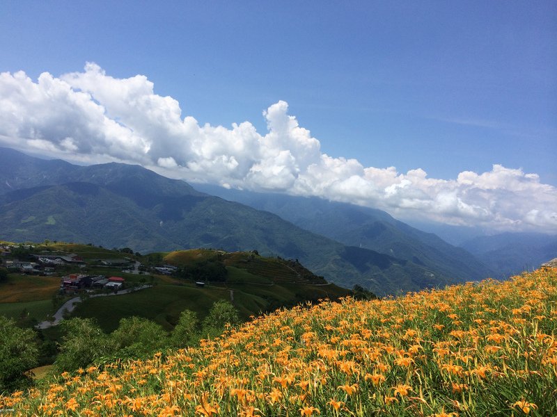花蓮金針花海季 8/3登場
