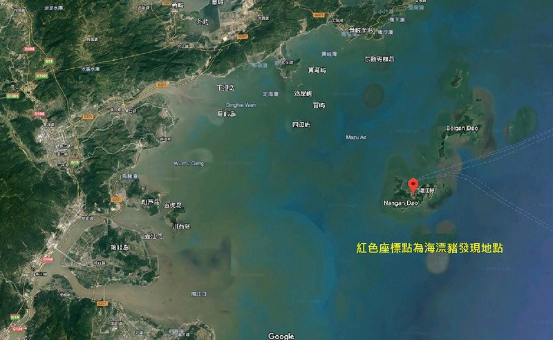 海漂豬驗出非洲豬瘟 馬祖10日起禁止豬隻豬肉輸出一週