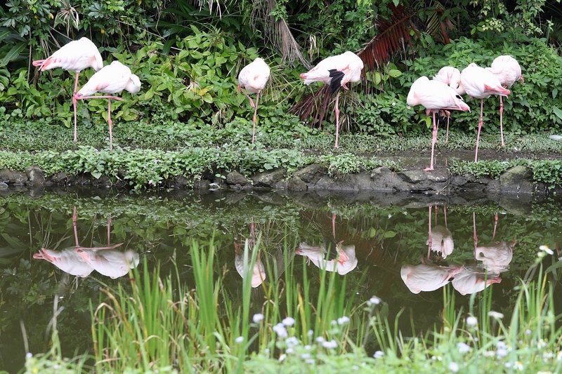 30年來首次 北市動物園619起休園10天