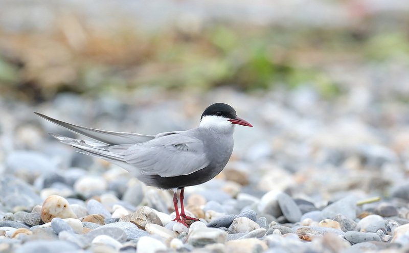 花蓮溪出海口逾20隻鳥類死亡 檢出H5N1禽流感