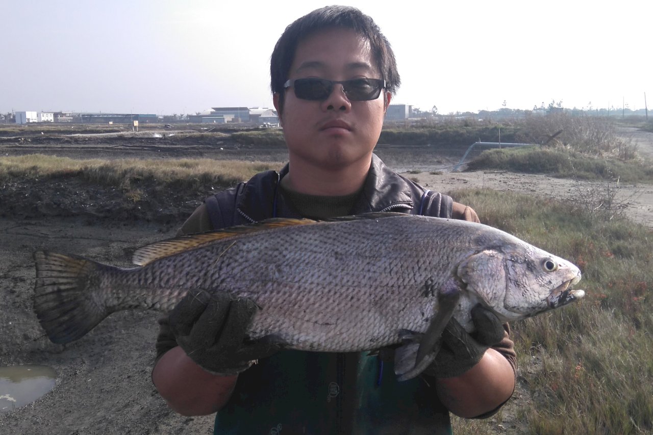 不再「有錢吃鮸，沒錢免吃」 珍貴鮸魚3年內量產上市