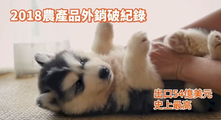 汪星人賣萌 蘇揆臉書影片闡述農業政績
