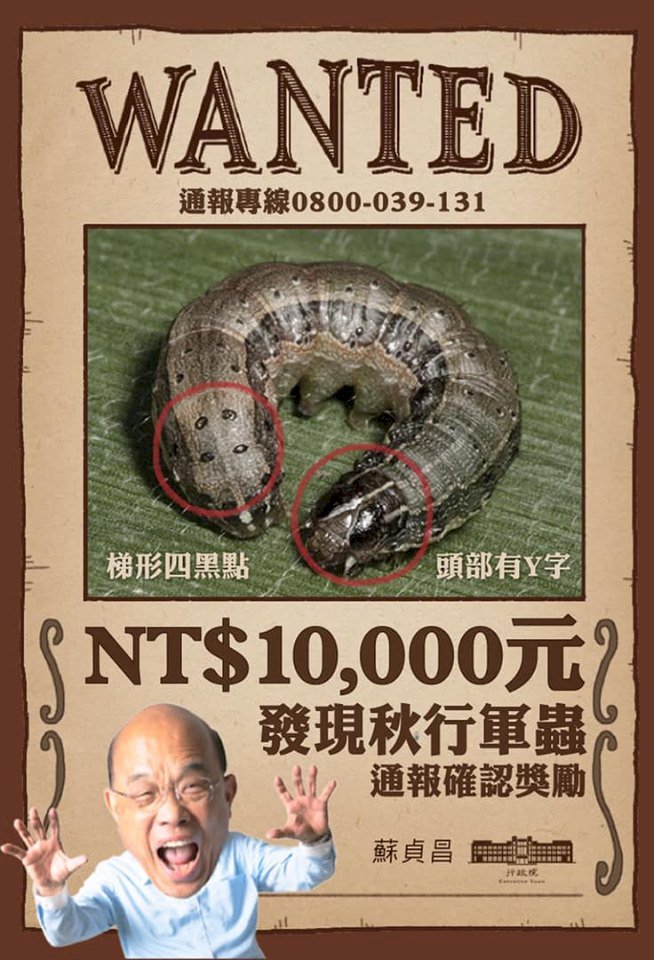 消滅秋行軍蟲 蘇貞昌：懸賞一萬！抓起來！