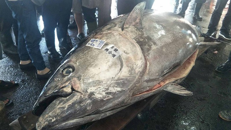 黑鮪魚限額部分轉讓日 漁業署：換大目鮪限額