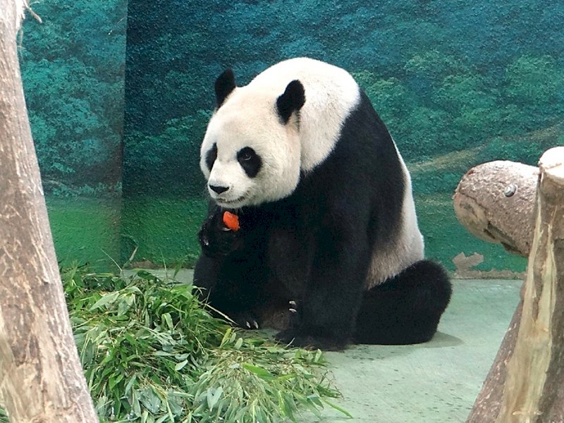 大貓熊圓圓順利生產 圓仔滿7歲前升格當姊