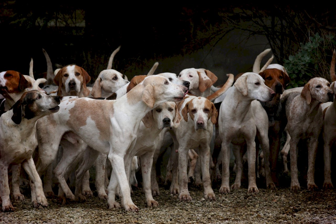 動保團體菲國推狂犬病防疫 飼主配合度挑戰大