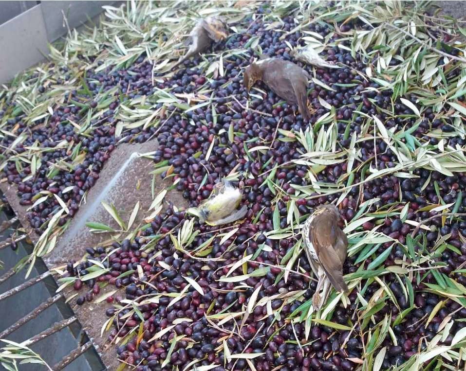 太無辜！夜間採收橄欖使用強光 地中海每年260萬隻候鳥被吸入機器死亡