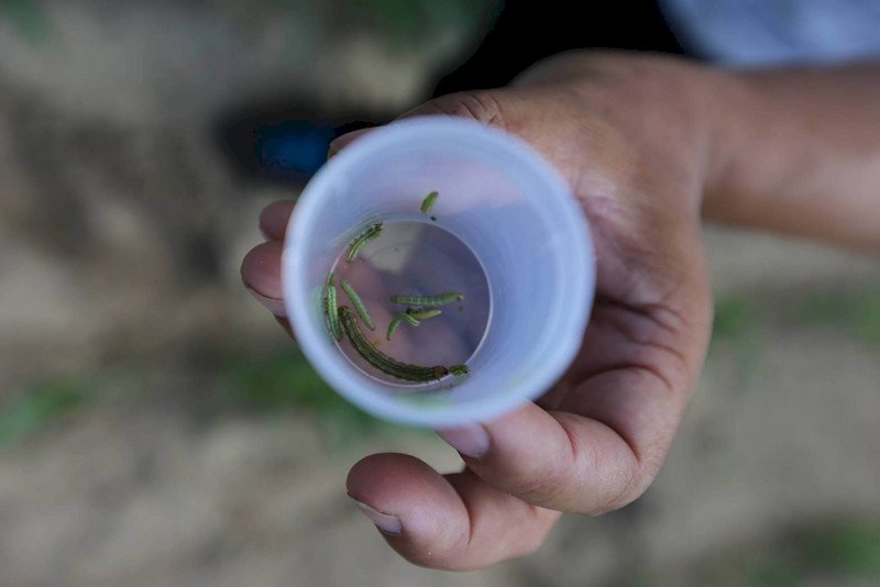 秋行軍蟲增新寄主狼尾草 累計6種作物受害