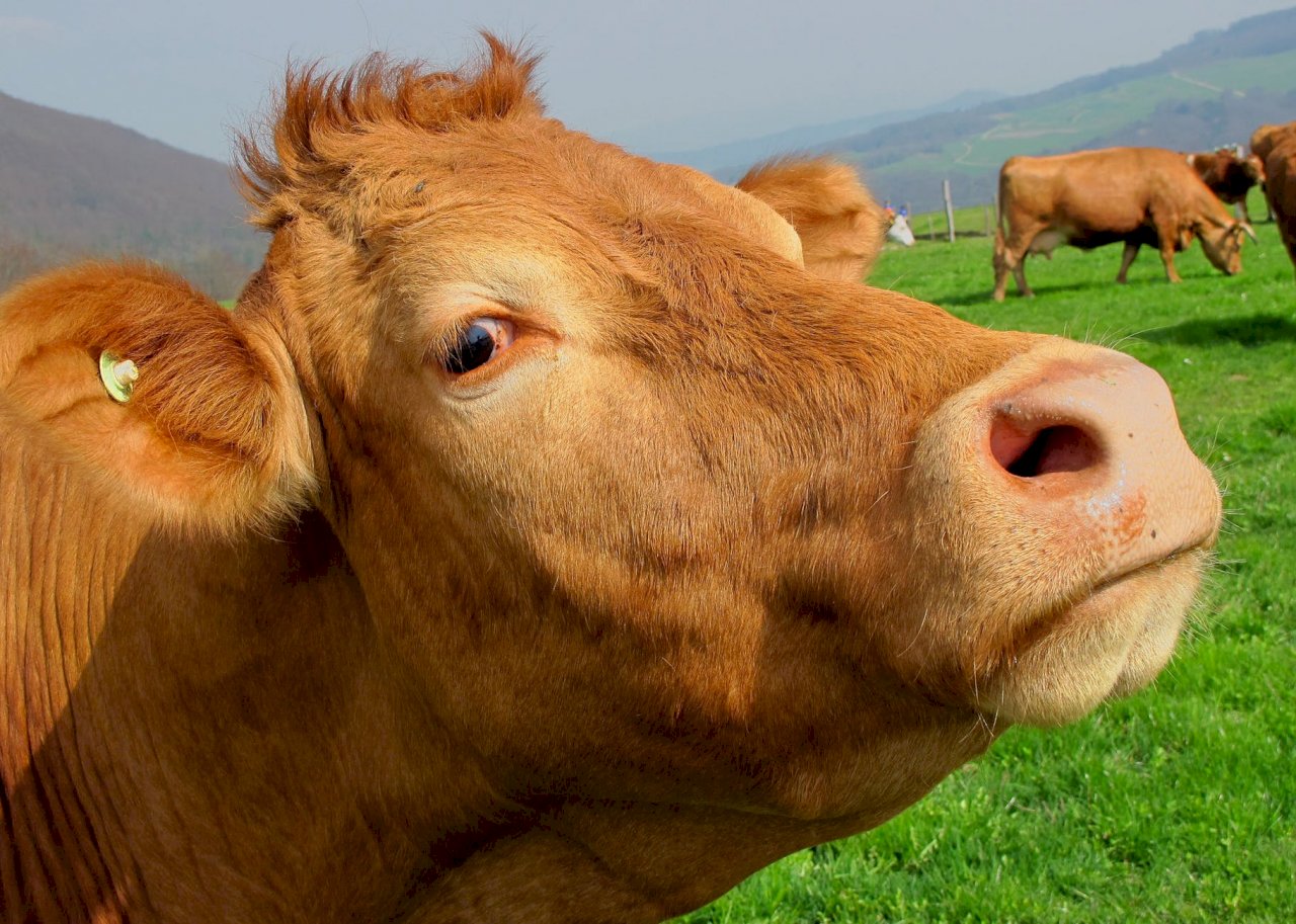 聯合國：救地球暖化 請減少肉食