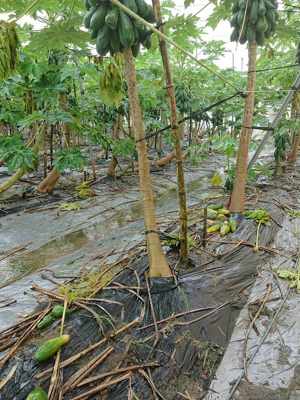 農委會：豪雨全台累計損失3千多萬 高雄最傷