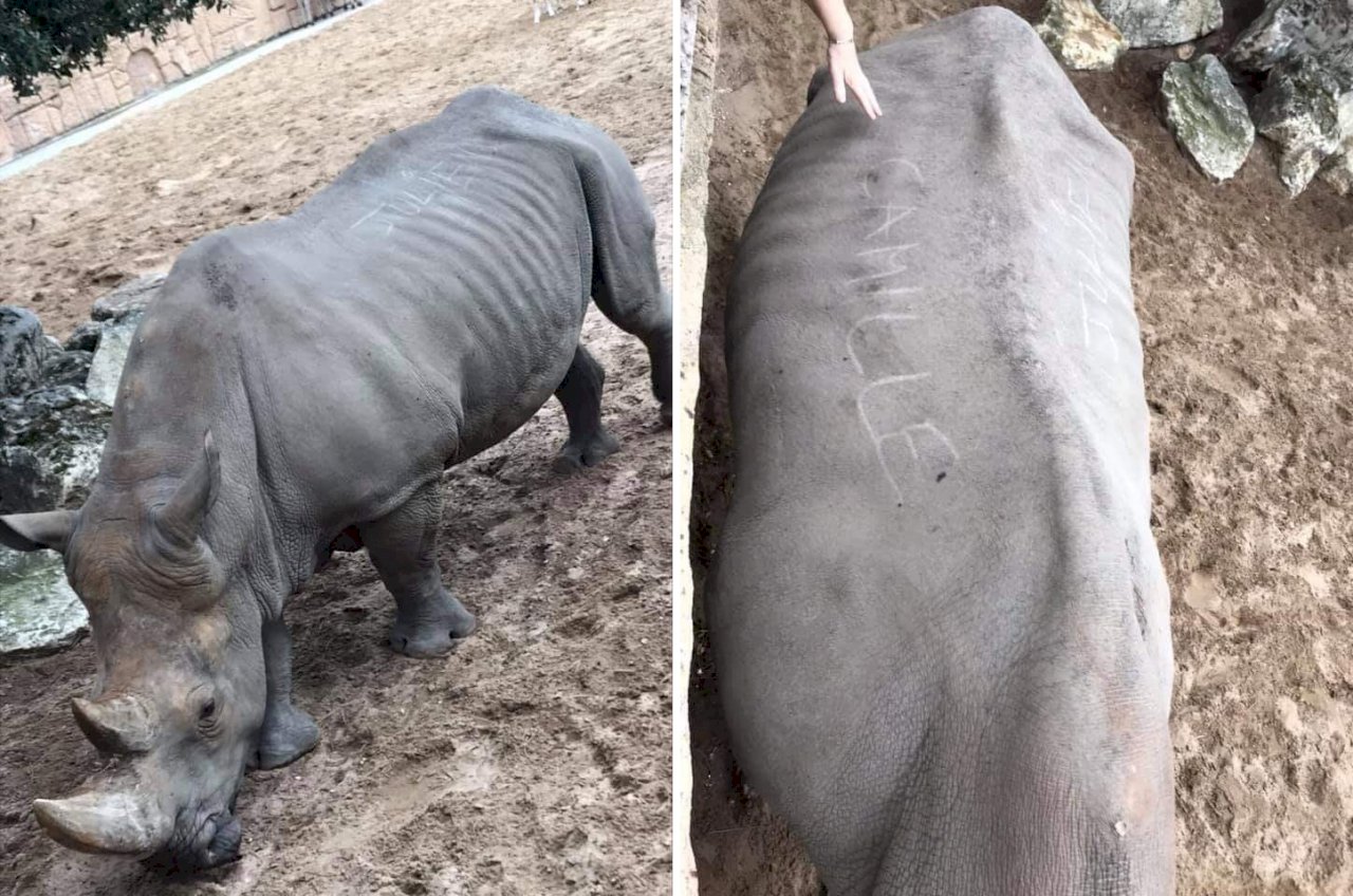 遊客在犀牛背上刻名 法動物園大罵愚蠢