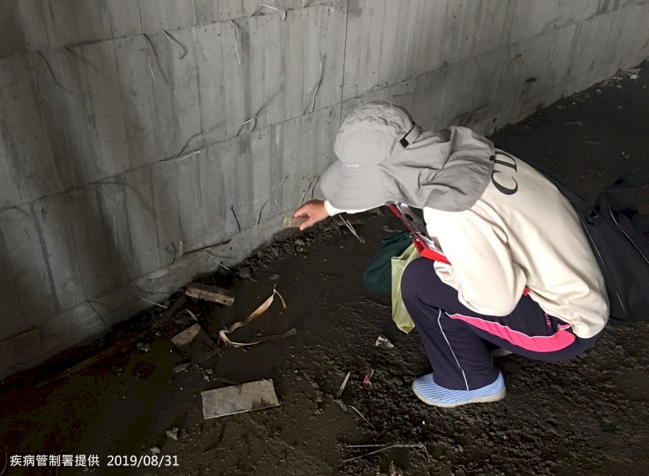 本土登革熱累計達76例 疾管署籲防蚊