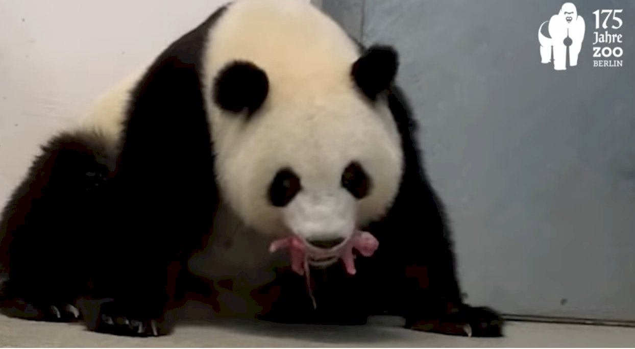 柏林動物園有喜 貓熊夢夢產下雙胞胎