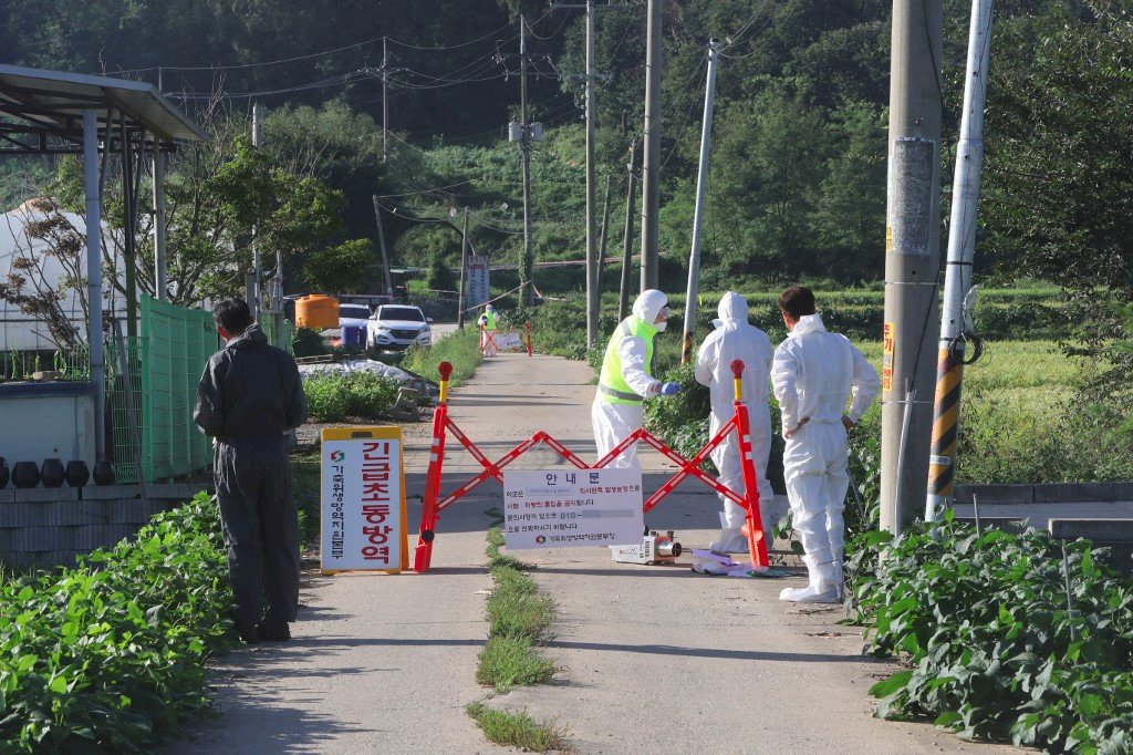 防非洲豬瘟 南韓軍民進入最前線捕殺野豬