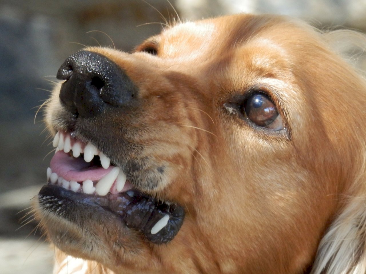 日本時隔14年 再傳狂犬病患者在境內發病