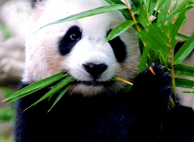 出借泰國貓熊猝死 中國政府：心臟衰竭所致