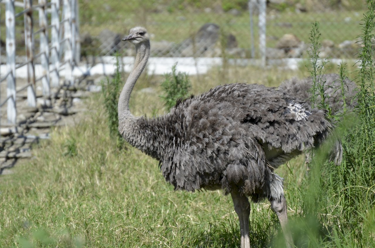 提高鴕鳥人工飼養存活率 畜試所：依成長期改變飼養環境