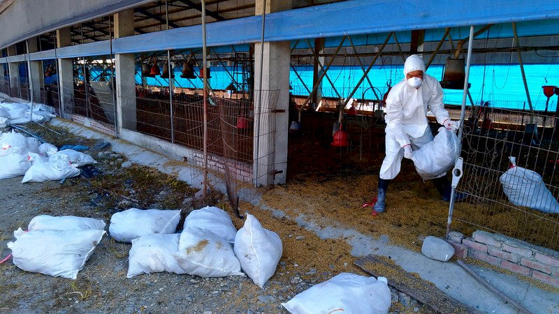 台南新市傳H5N5禽流感 撲殺8209隻黑羽土雞