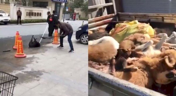 北京通州傳限期處理大型犬 警方：規定行之有年