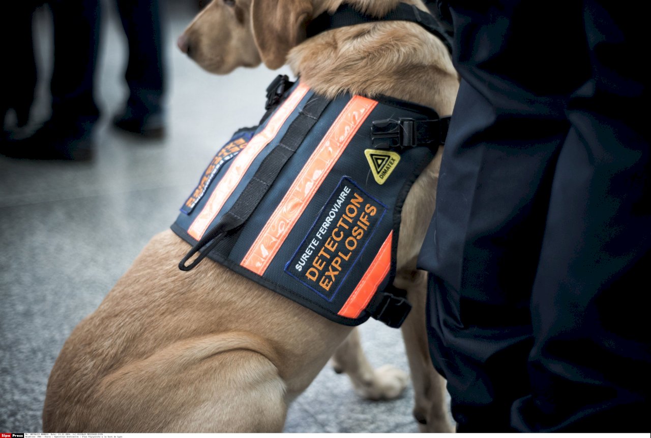 嗅彈犬因疏於照顧頻傳死亡 美暫停派往約旦埃及