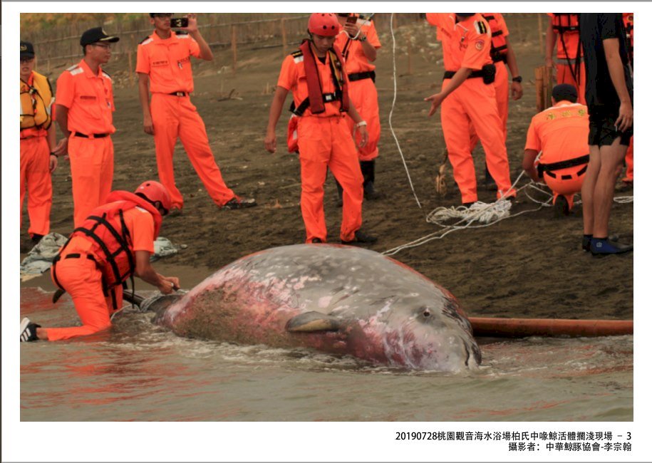 台灣鯨豚擱淺救援25週年 「鯨生情未了」留下重要紀錄
