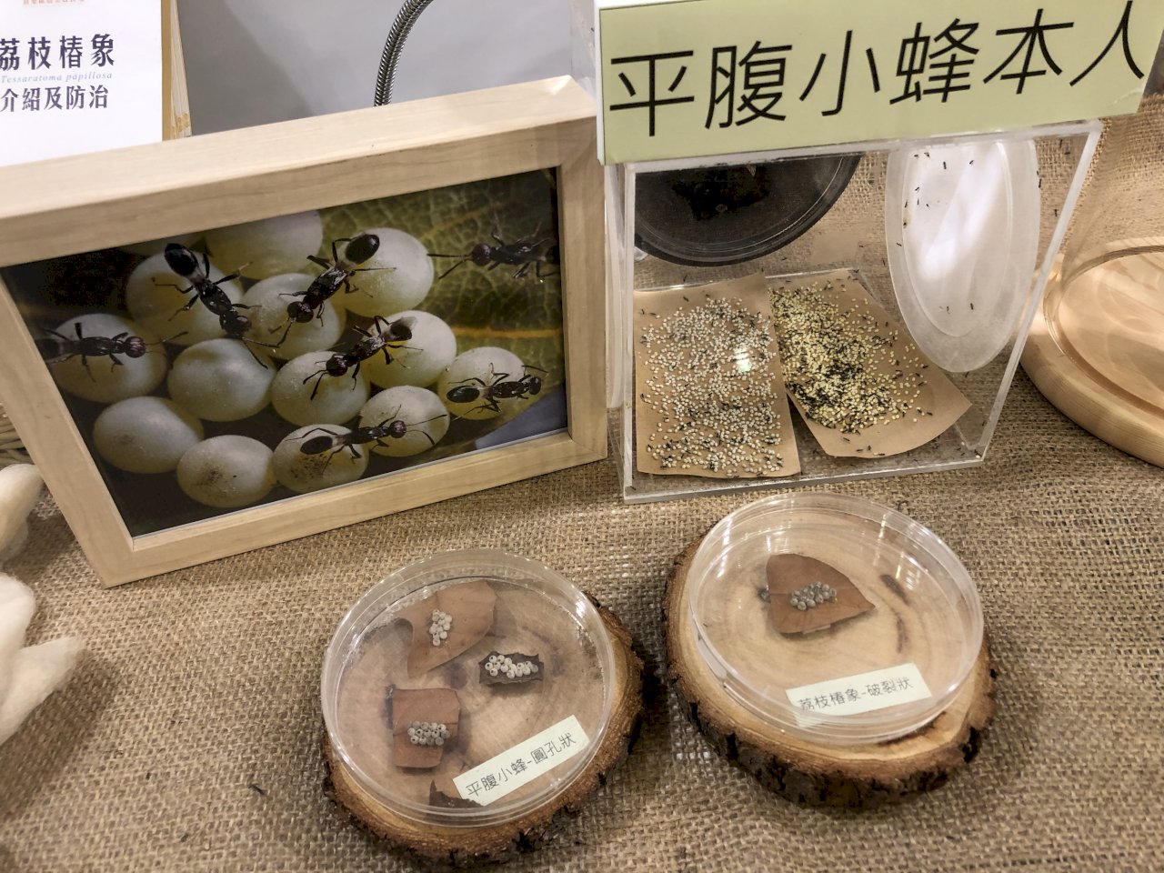 讓毛豆成台灣綠金、對抗荔枝椿象有成 研究團隊獲首屆國家農業科學獎肯定