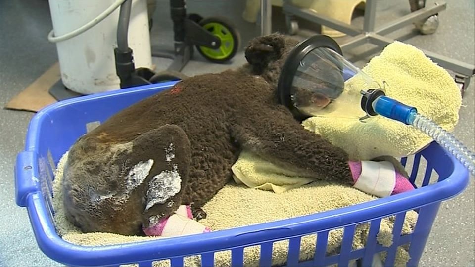 澳洲野火帶來生態浩劫 瀕危物種遭嚴重衝擊