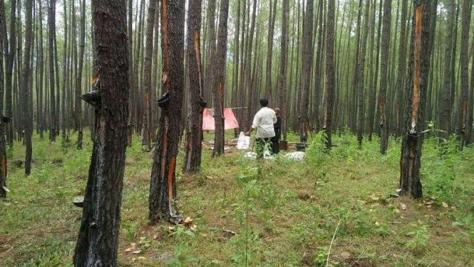 掃蕩非法盜伐 印尼森林守護員將配槍