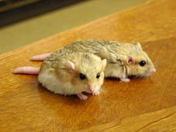 ◎聽說過沙鼠、睡鼠嗎？喜歡老公公鼠、老婆婆鼠′或是三線鼠呢？鼠年談鼠......