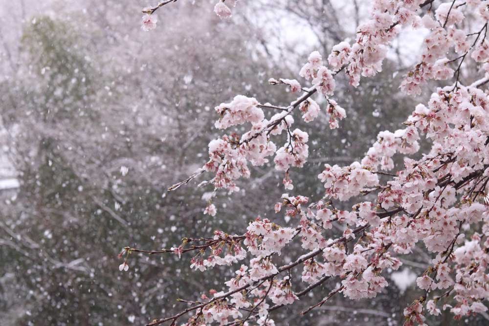 東京3月雪 睽違51年再見櫻花滿開後積雪