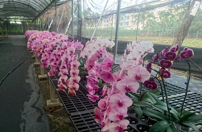 解花卉寒冬 農委會包艙華航5月6日首航日本