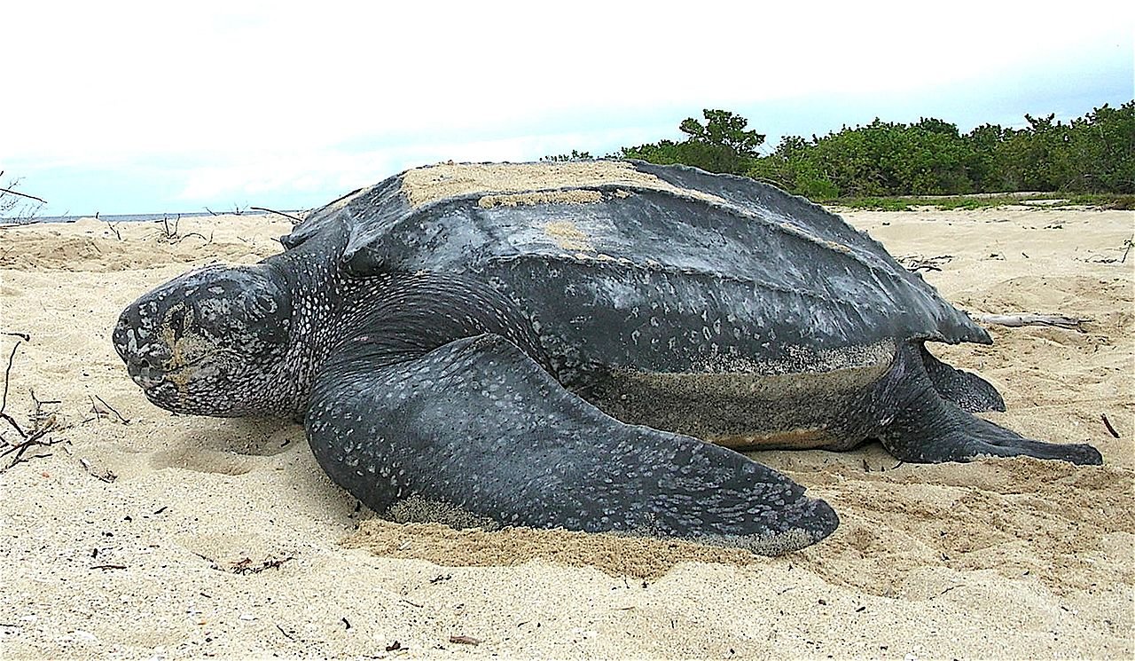 泰國海灘防疫淨空 喜迎罕見海龜嬌客
