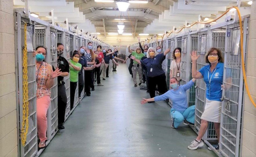 疫情下美國人領養寵物激增 收容所慶祝犬舍清空