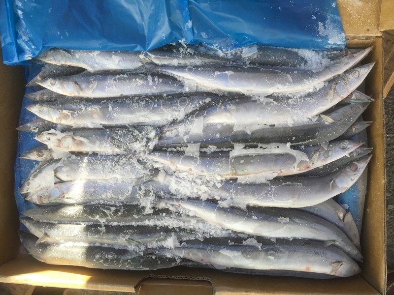 遏止秋刀魚荒  台日等8國同意漁獲量減4成