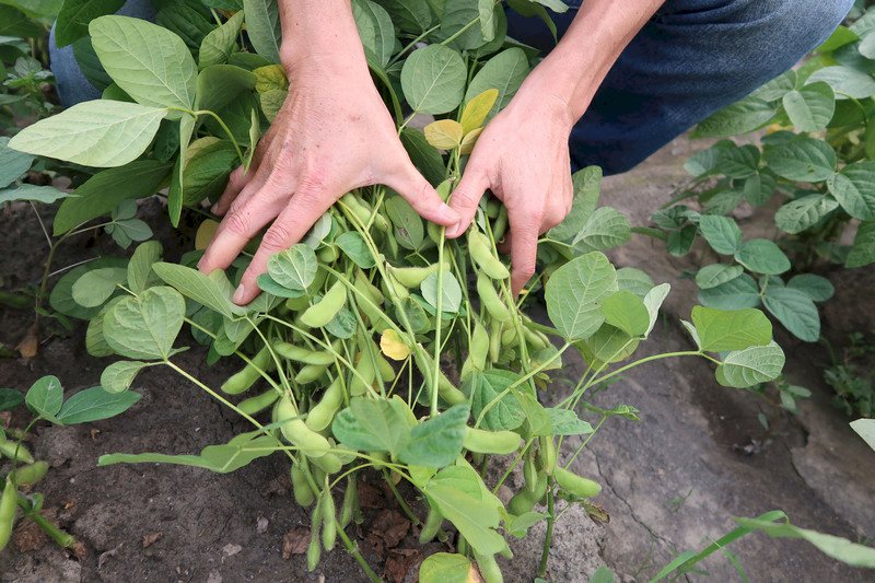 NG毛豆轉型成高機能植物飲 農委會拚5年內產值衝上億
